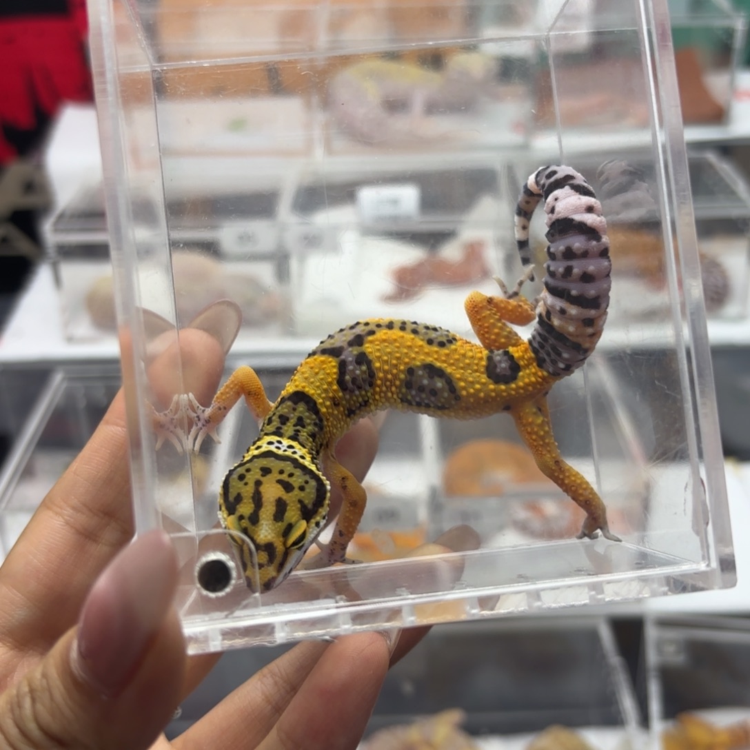 豹纹守宫翡翠 妹妹 J087