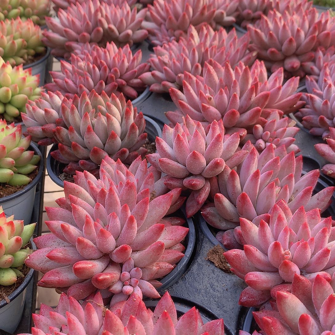 双头超红体虞美人4566788999