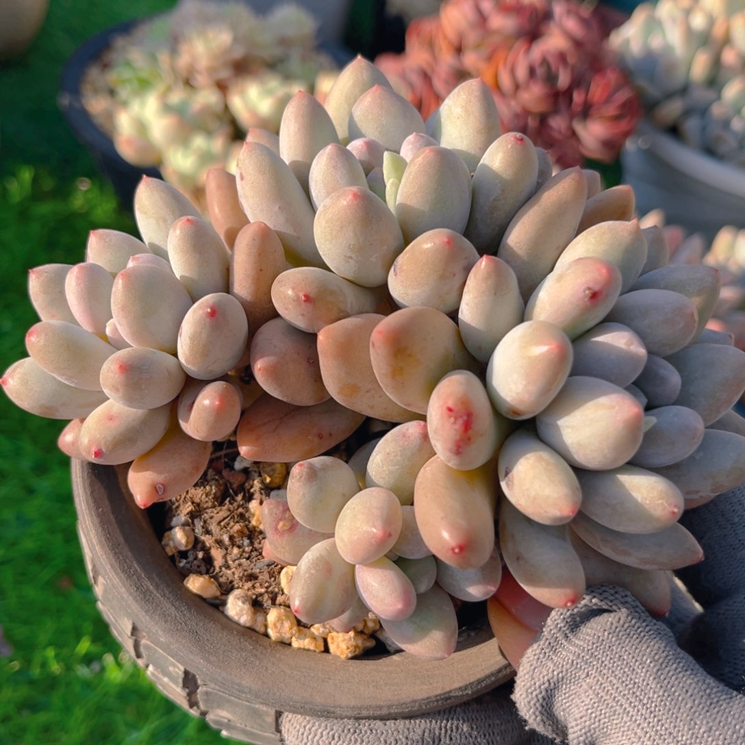 香水宝贝88888888800