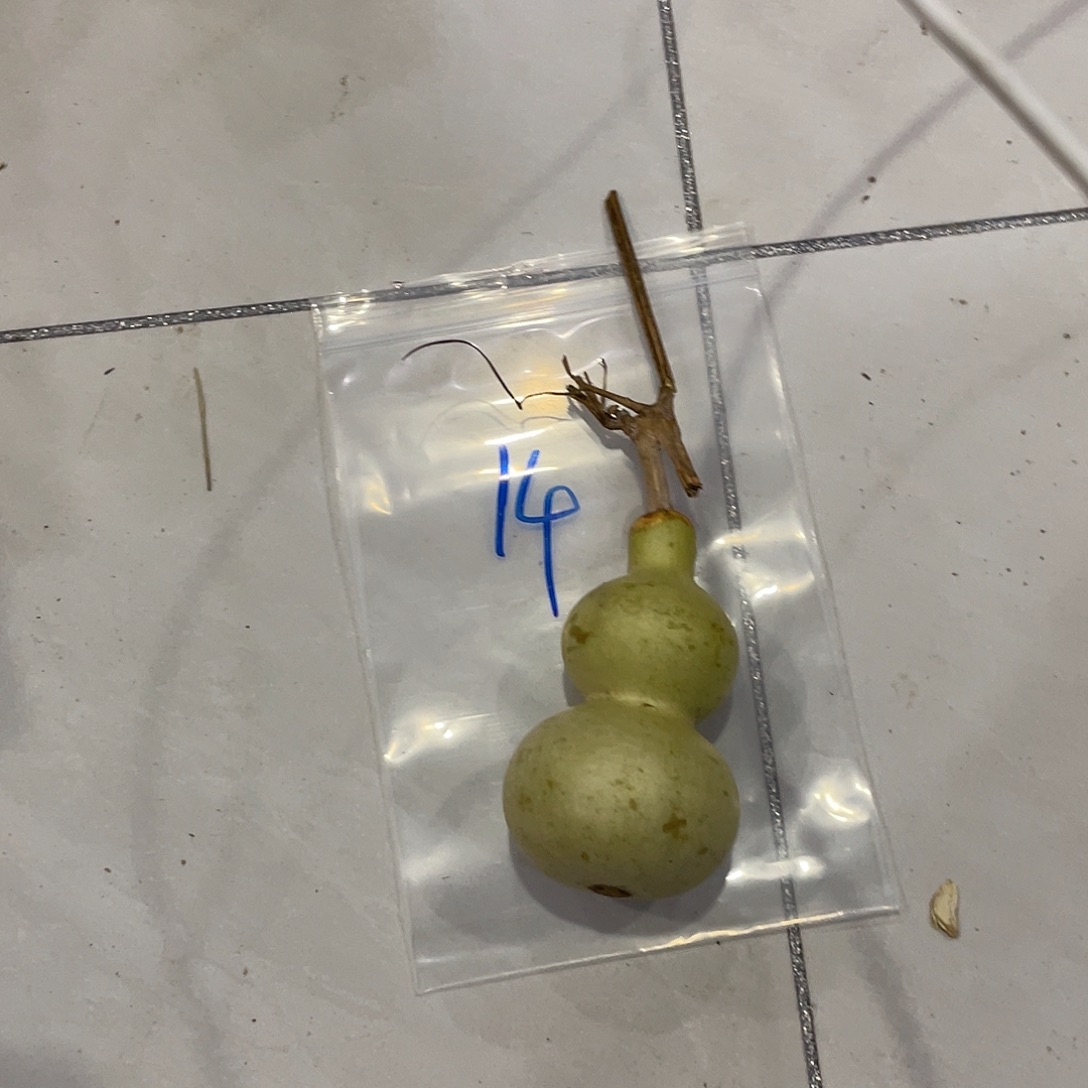 用***8唱歌好好保护你会不会结局