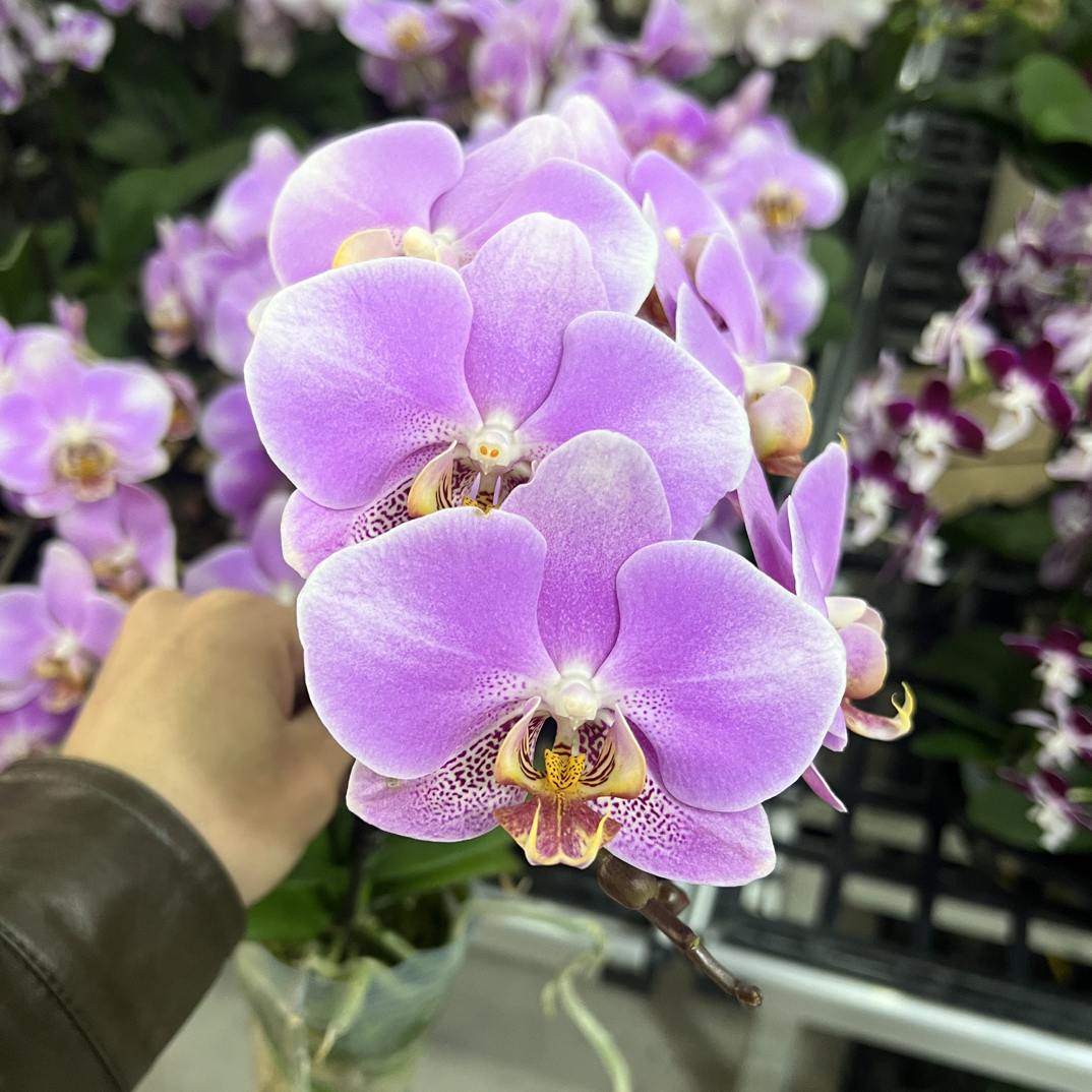 （鸿运01）蝴蝶兰 花期长拍3颗以上组盆