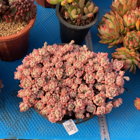 我**家2070桃酥多肉