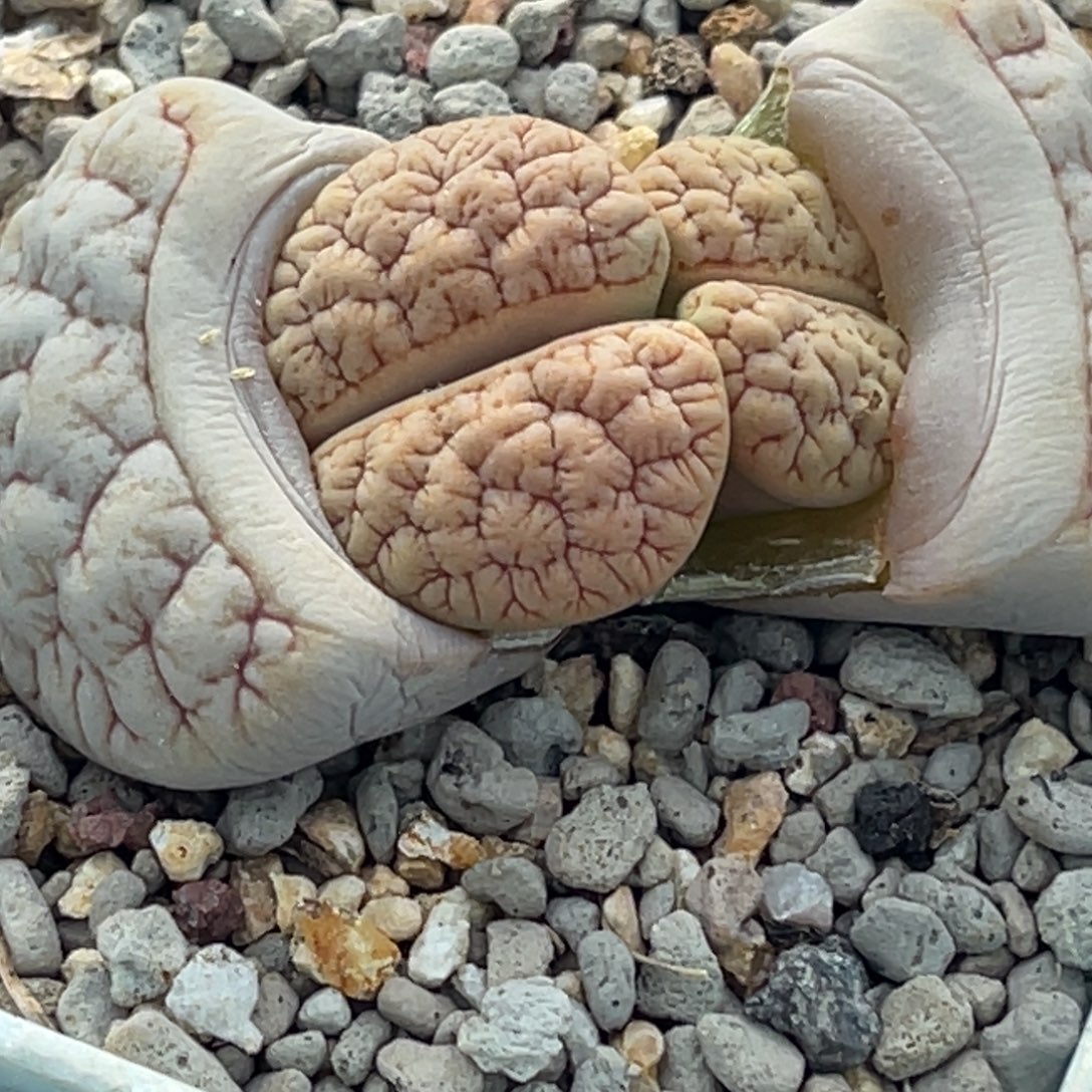 小***麦6040双头睫毛球体铁189