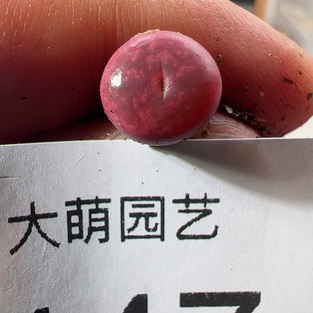 一物一拍。        447