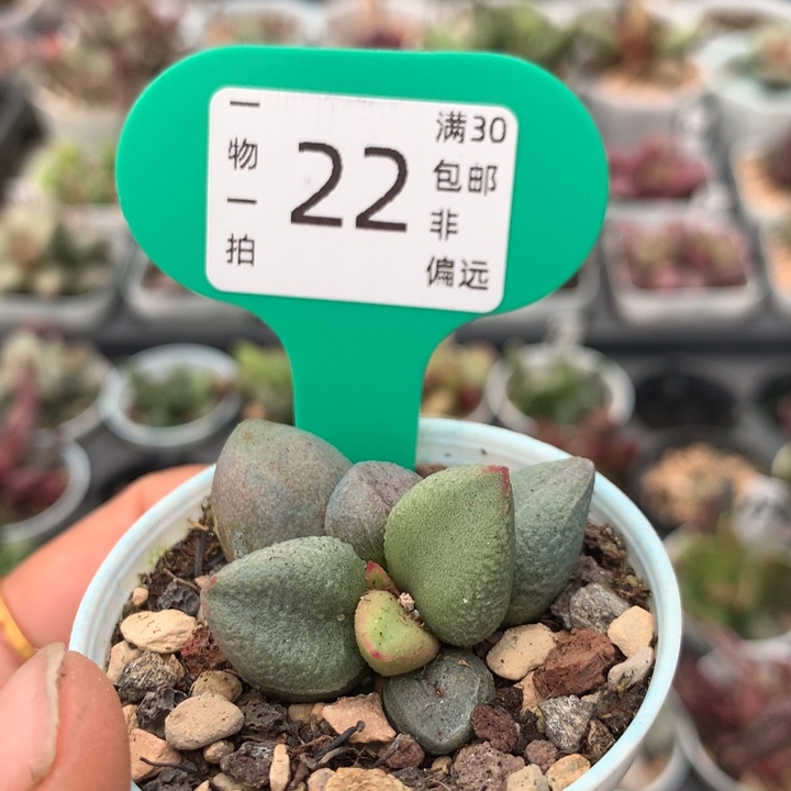 哈弗 多肉植物。  22