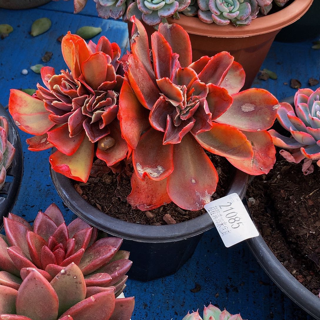 不***弃红酒杯小缀21085多肉多肉