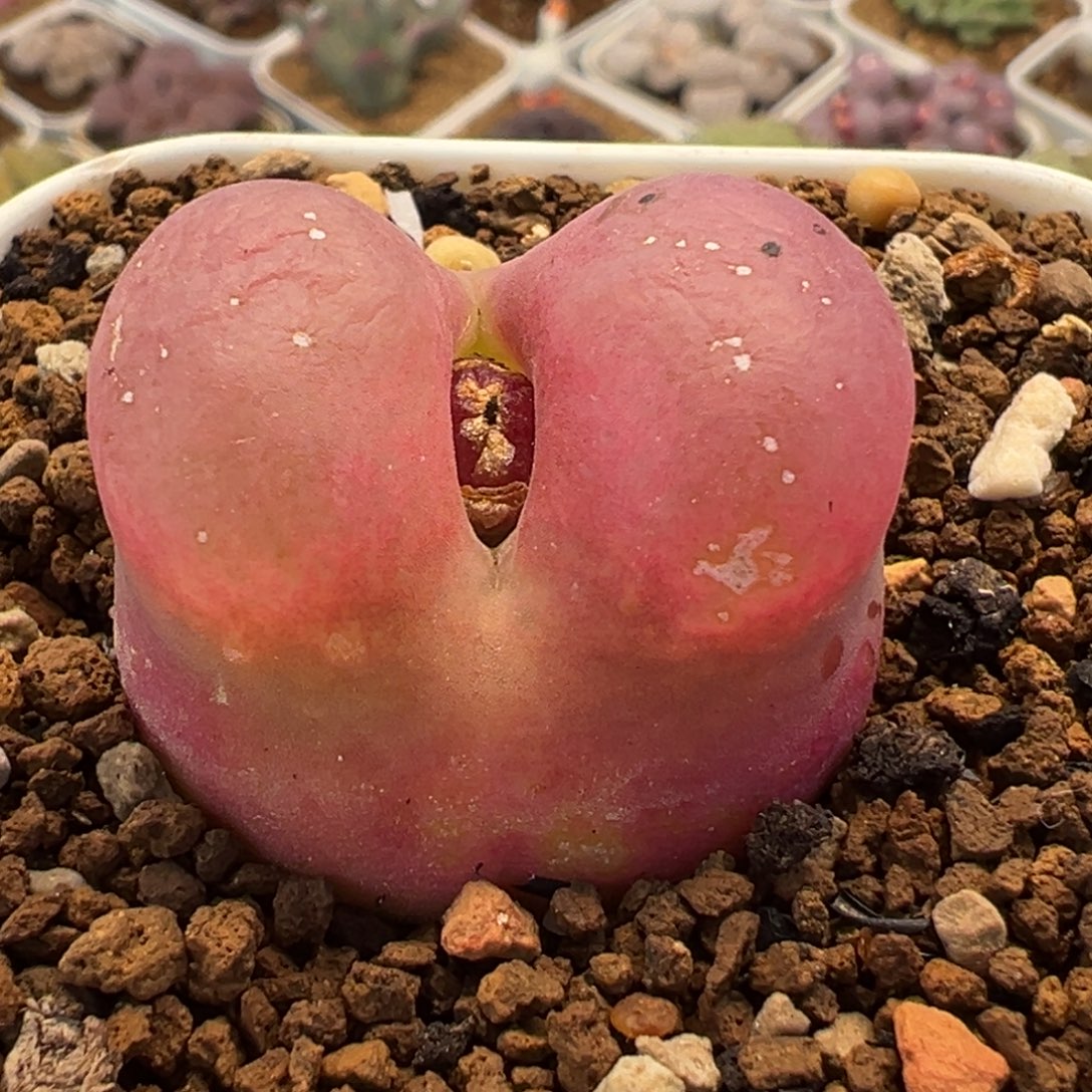 水蜜桃多肉植物盆栽栽培