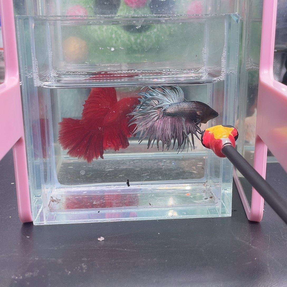 斗鱼7号1226早黑毒气泡