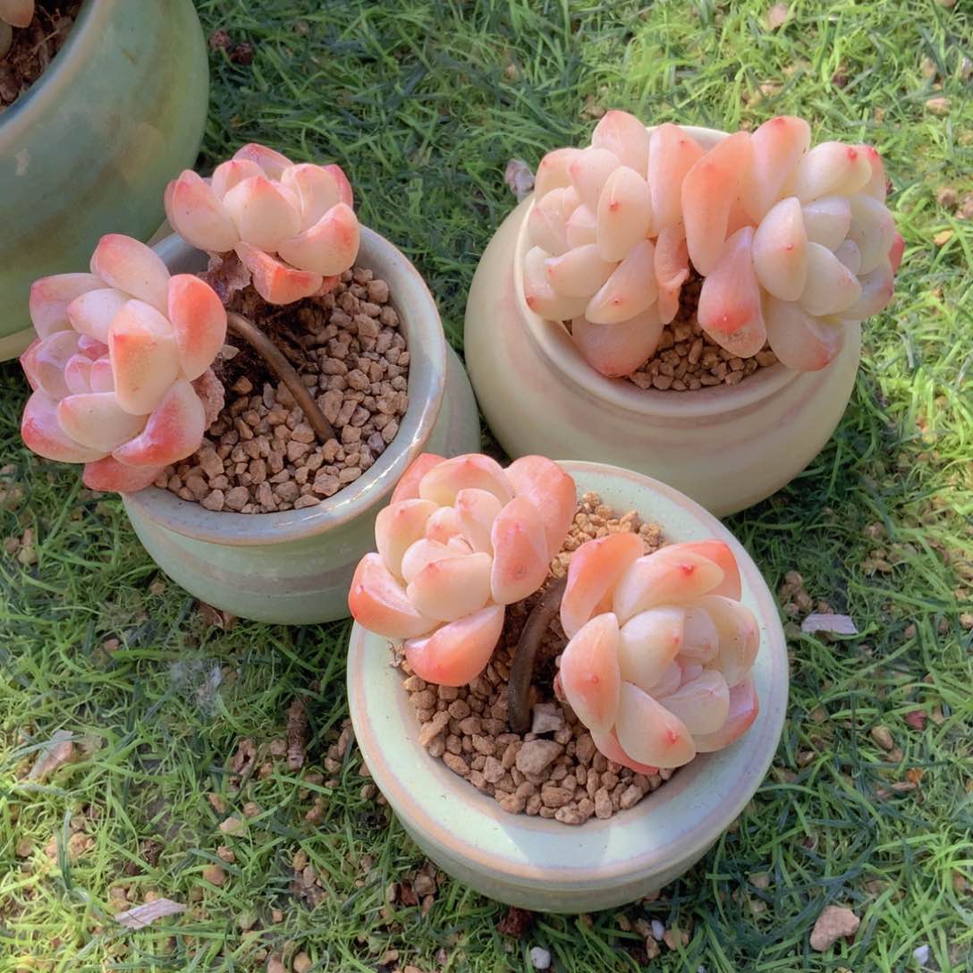 小***头韩版冰群3 k 