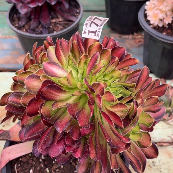 177韶华缀化诺米多肉法师锦不包侧枝断枝