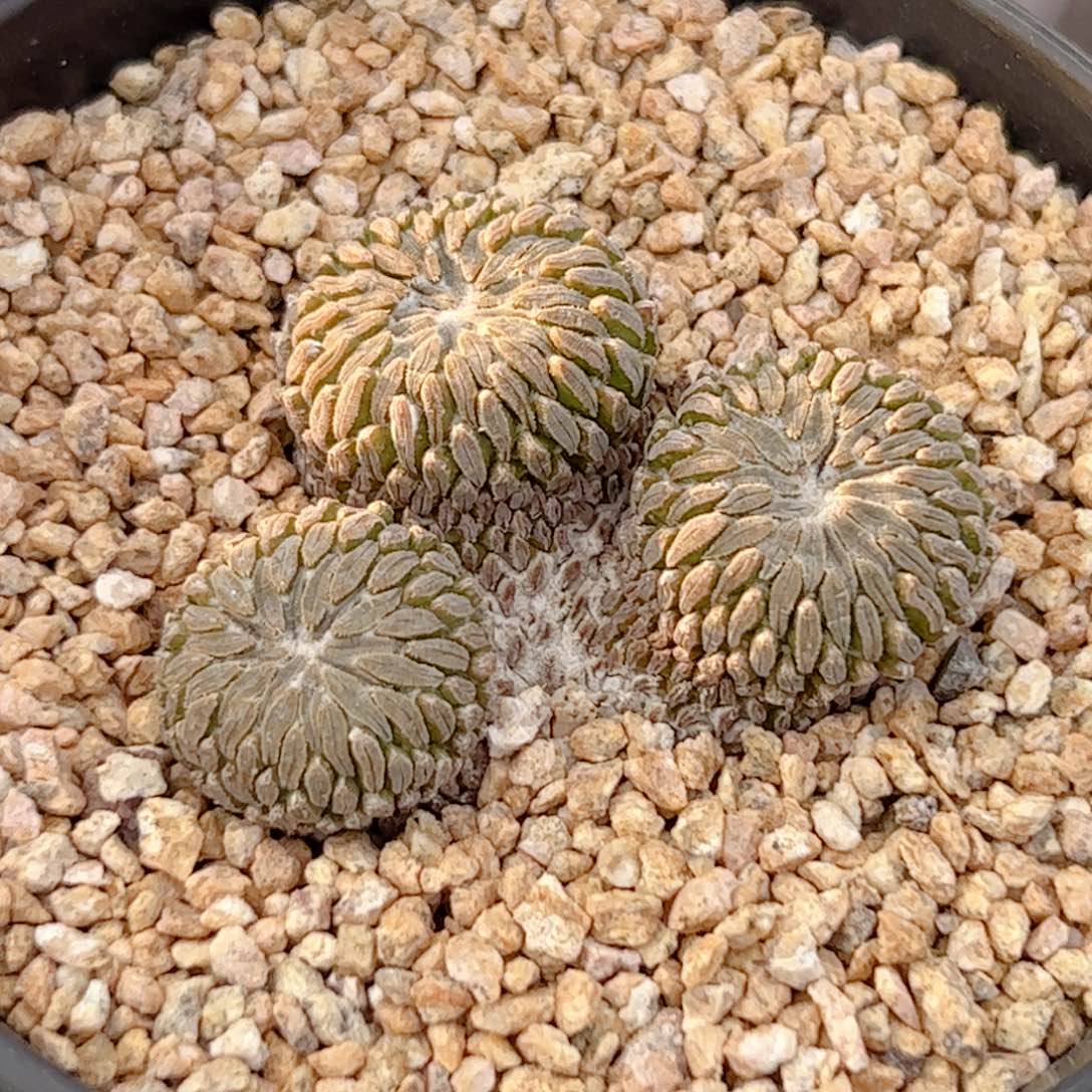 群生 精巧丸自根仙人球