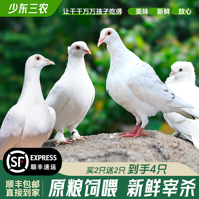 【新鲜土鸽】新鲜现杀鲜活土鸽子美味新鲜精选鸽子现杀新鲜顺丰包邮