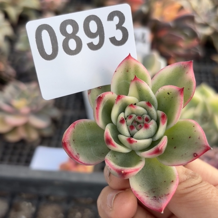 多肉植物满18包邮当场凑单