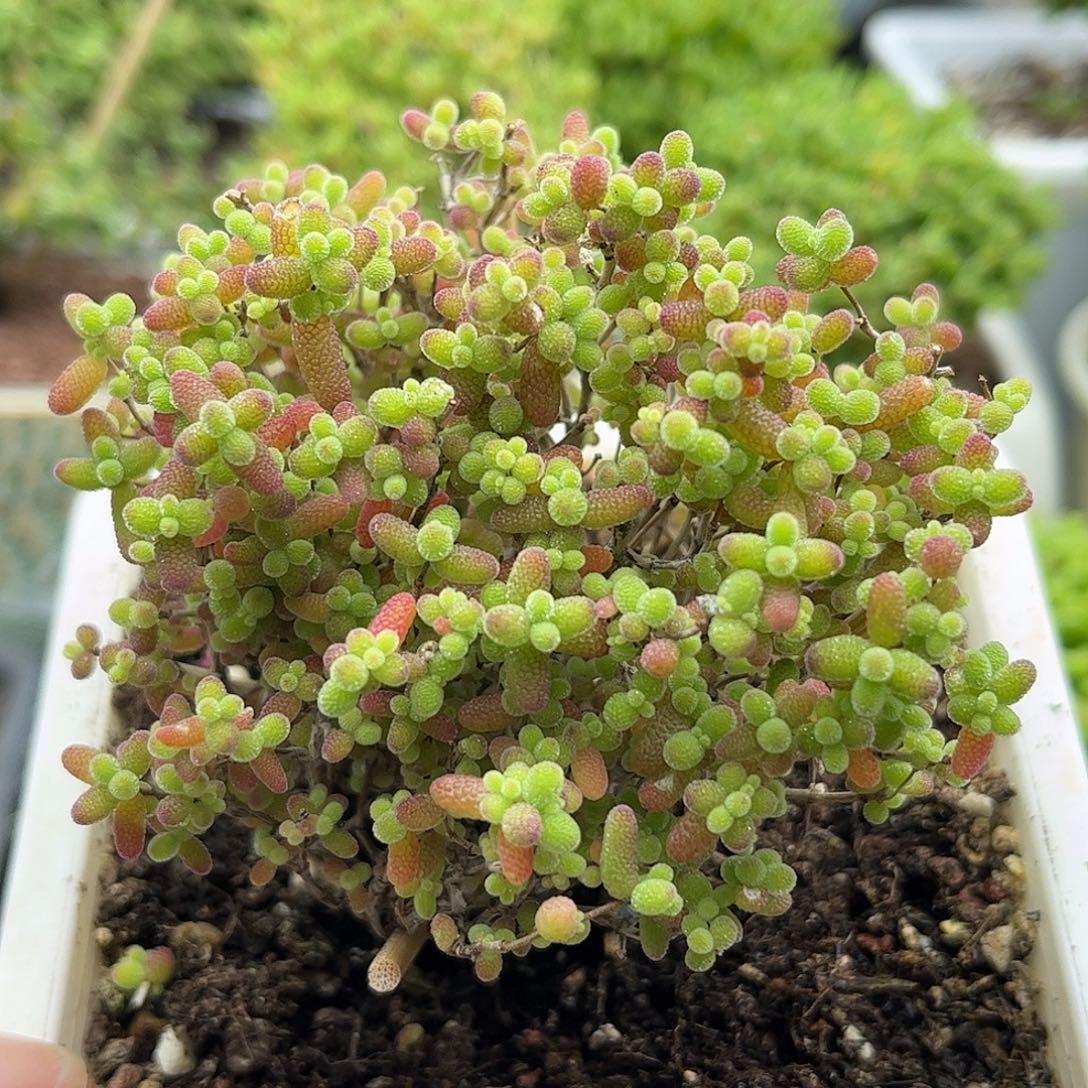 28蜜桔糖球优选枝干