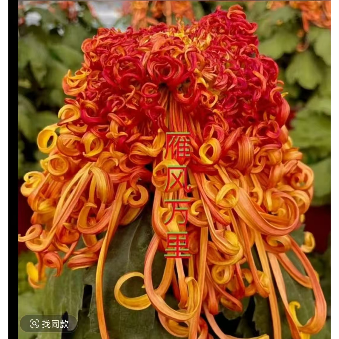 月九菊【雁风万里】多年生大菊花苗盆栽室内外阳台花卉好养护