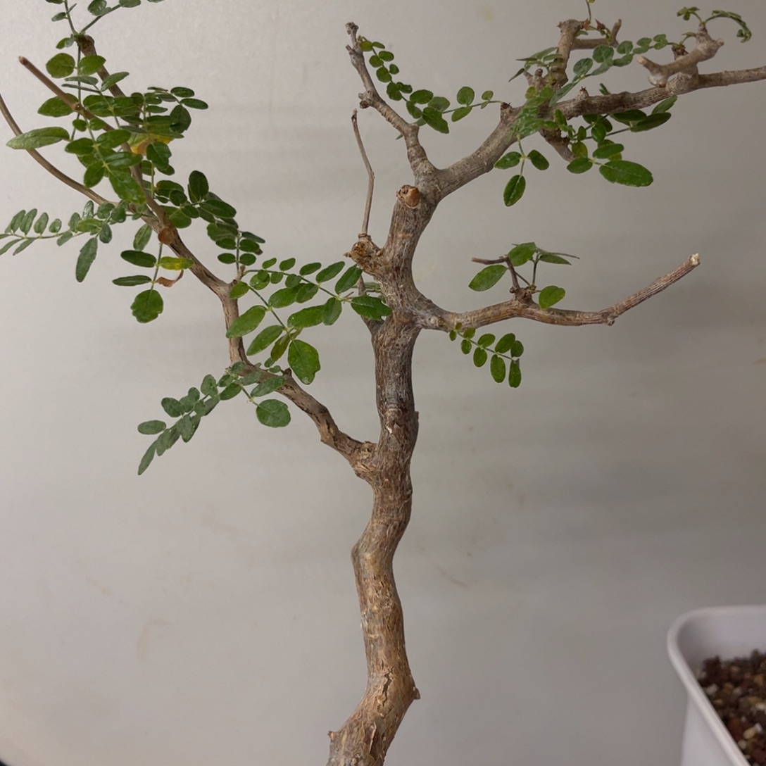 滔天橄榄产地熟桩