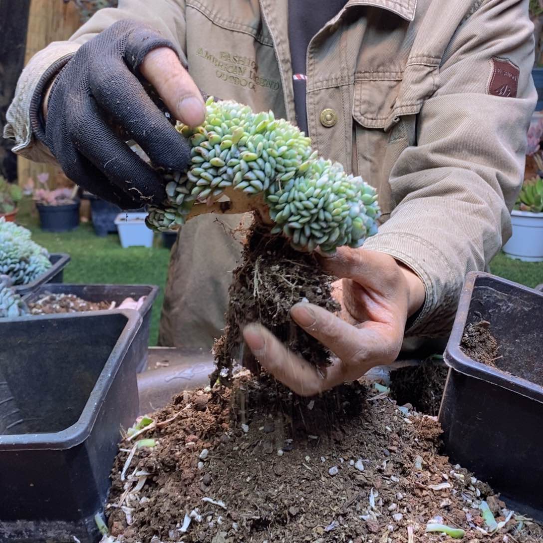 加***糕B74 号白胖子缀化多肉
