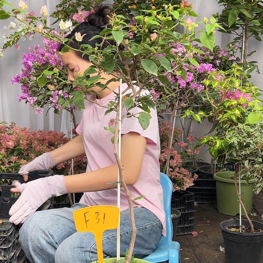 李***霞当前无花栽培后可以开花F31漳红樱