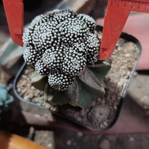 808仙人球松针仙人球