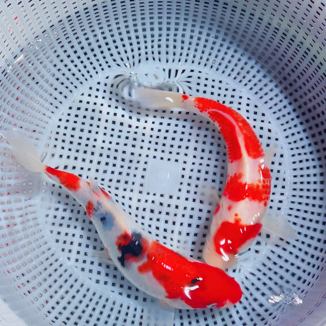 锦鲤锦鲤观赏鱼6666