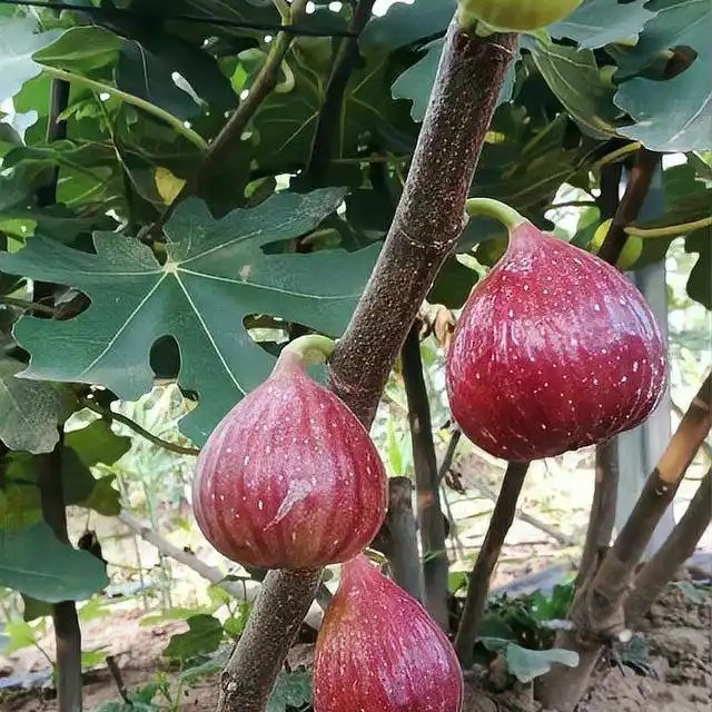 无花果波姬红，裸根
