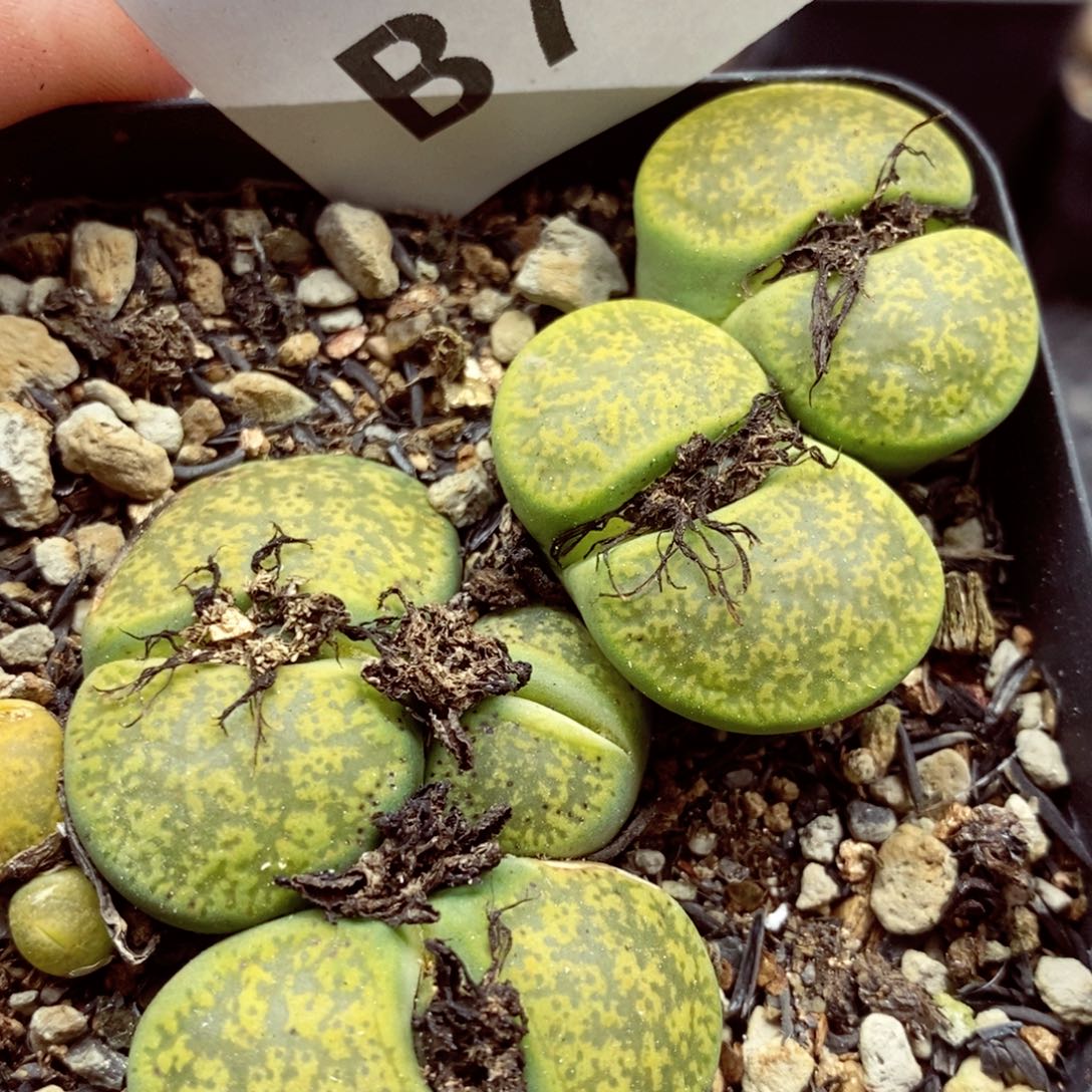 我的小姐姐们都是我783