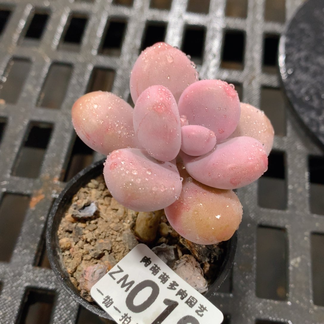 肉萌萌拇指盆精控多肉ZM019