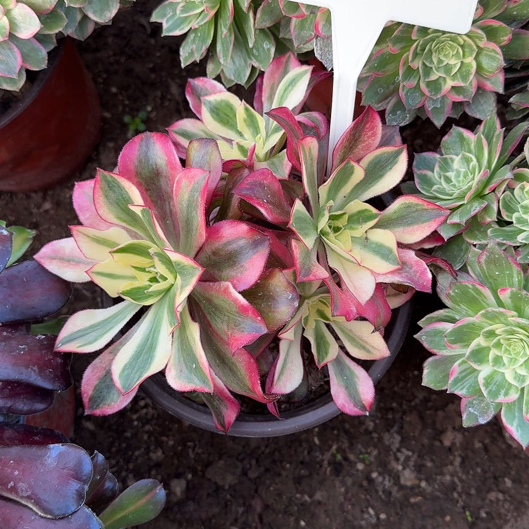 4160魅影多肉法师多肉