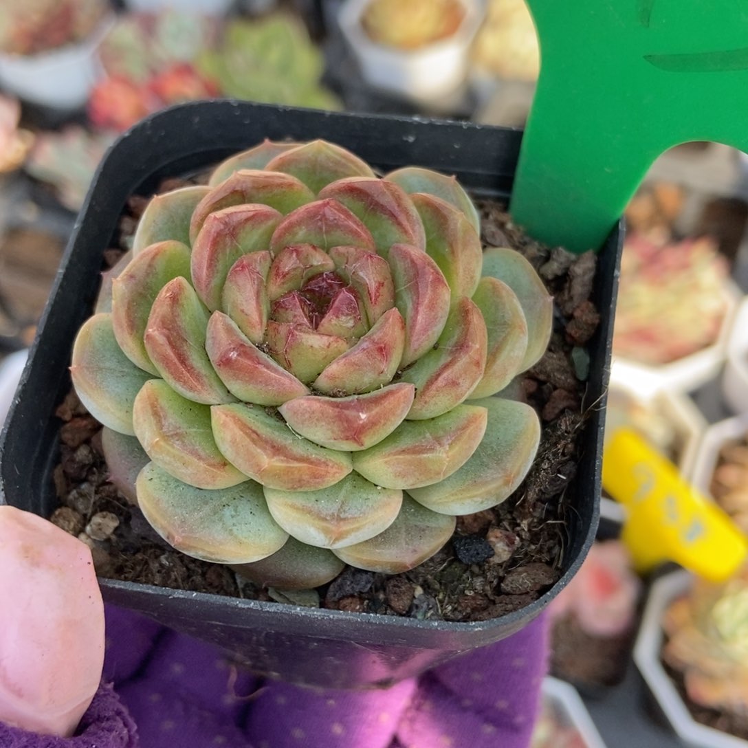 973糖果珍妮多肉植物保护