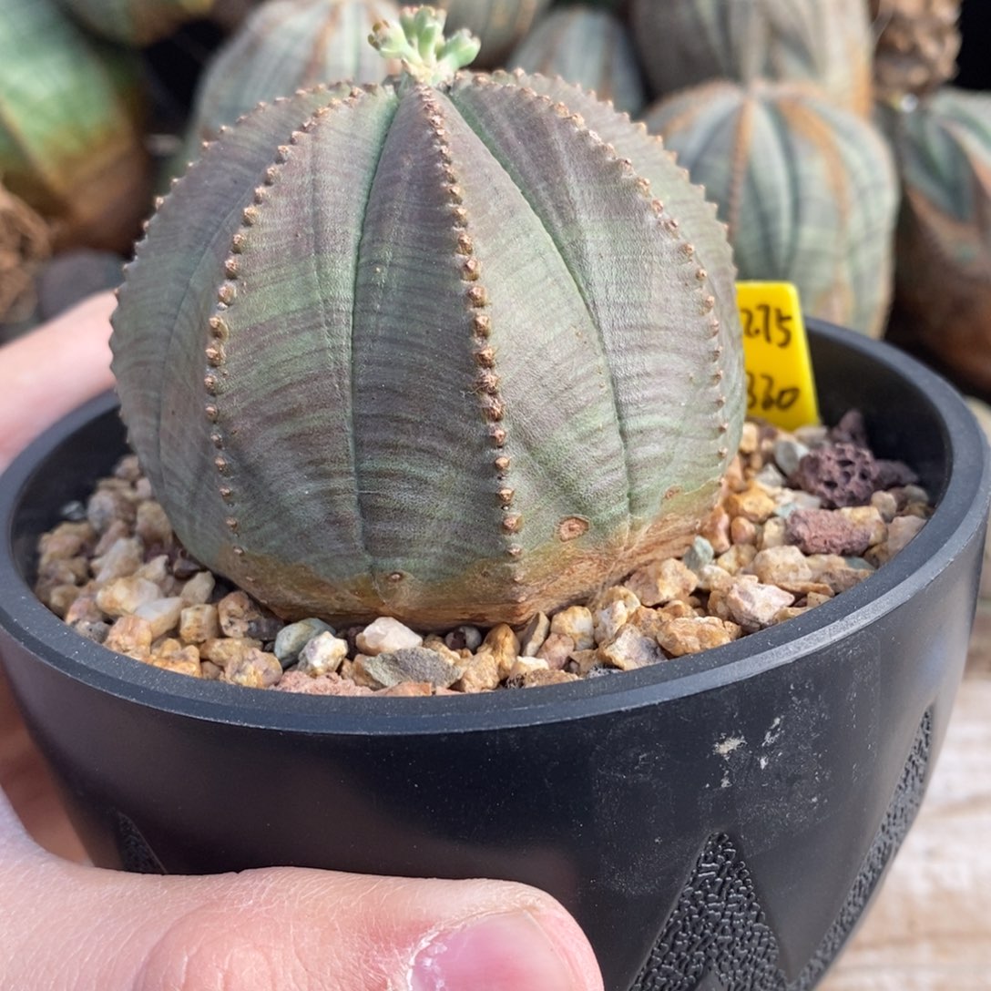 16 欧系实生布纹球多肉植物