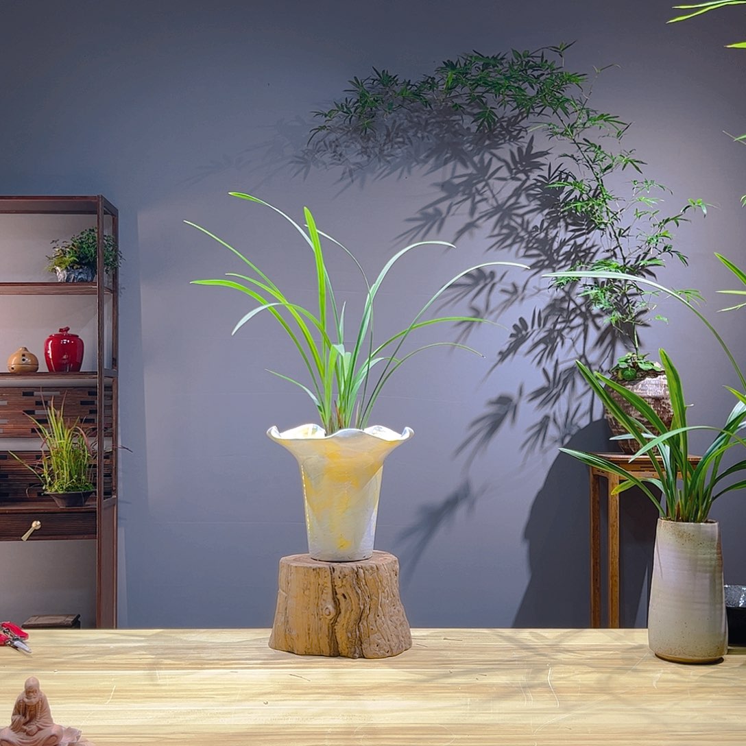 是***人无花朵老桩精品竹盆景作品