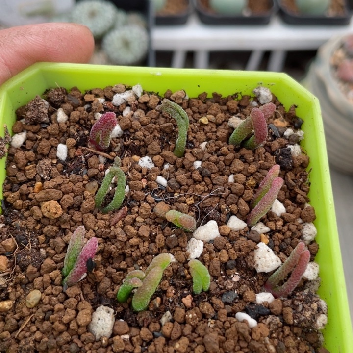 862小兔子碧光环10颗