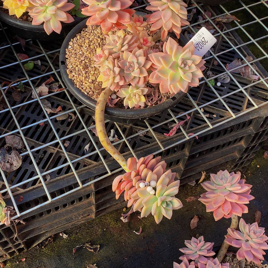 暮***雨    淡雪锦多肉29024