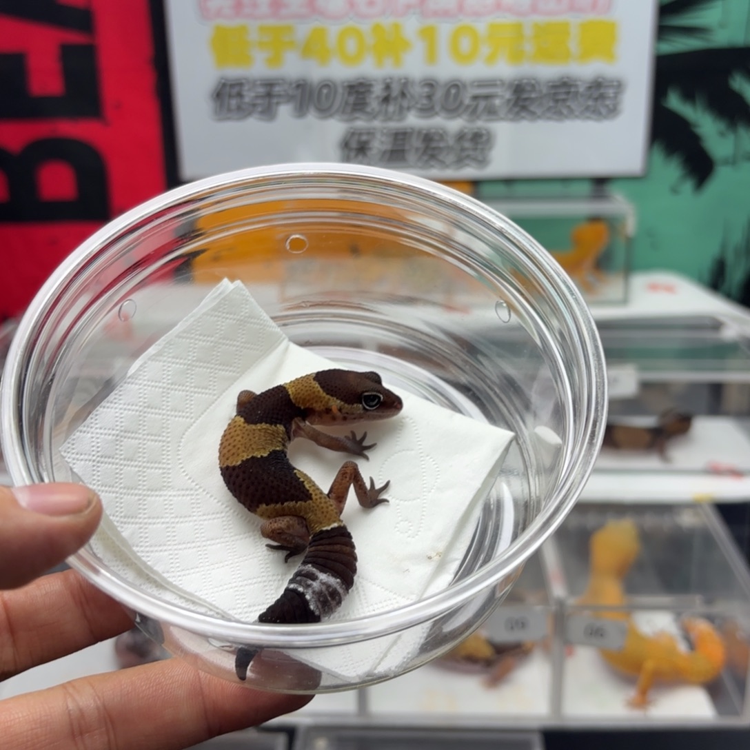 肥尾守宫原色非直线隐橘白妹妹V040