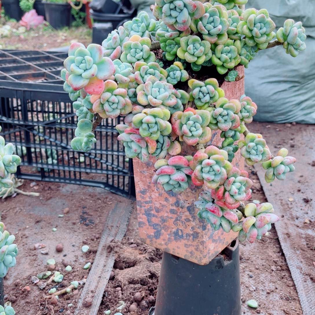 劳尔一颗带土球发货