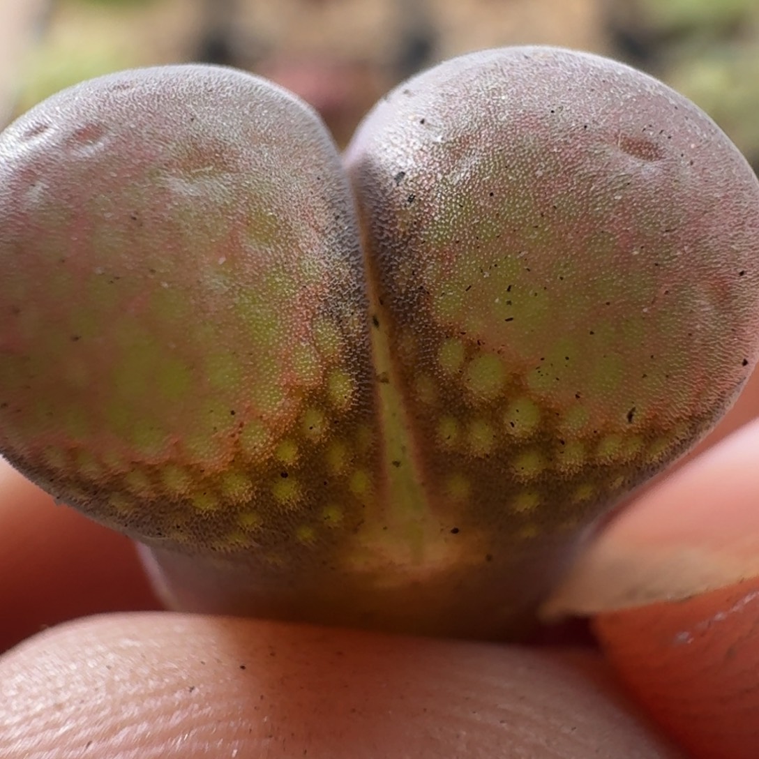 3233 风铃玉肉锥植物