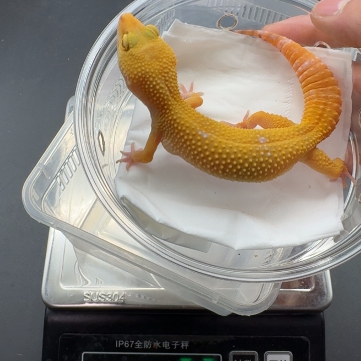 豹纹守宫阳光妹妹