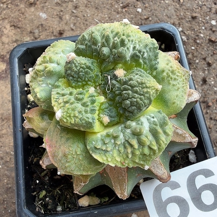 无花朵499大尤哥斯拉牡丹锦东三