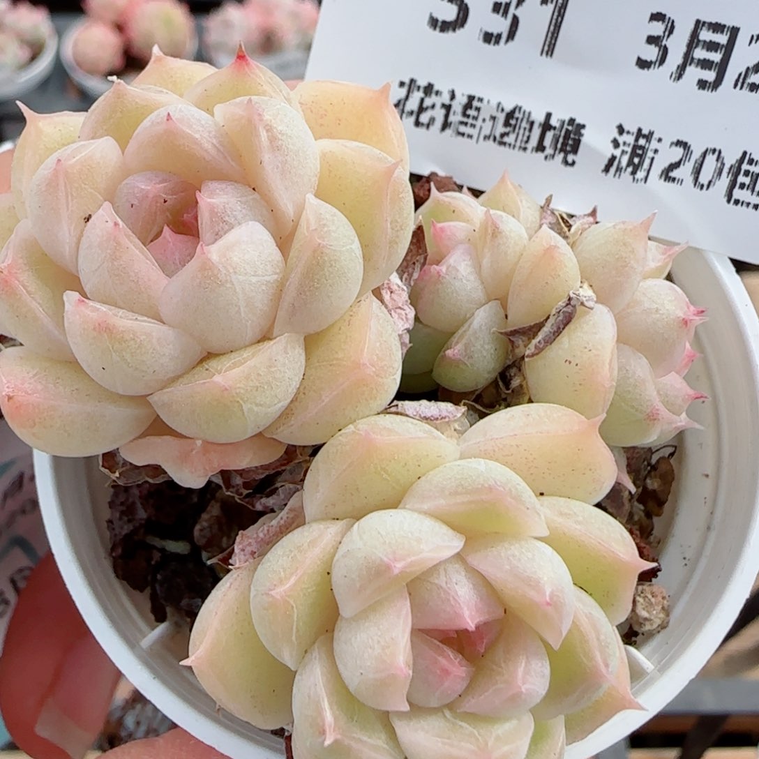 花语逸镜0326-331