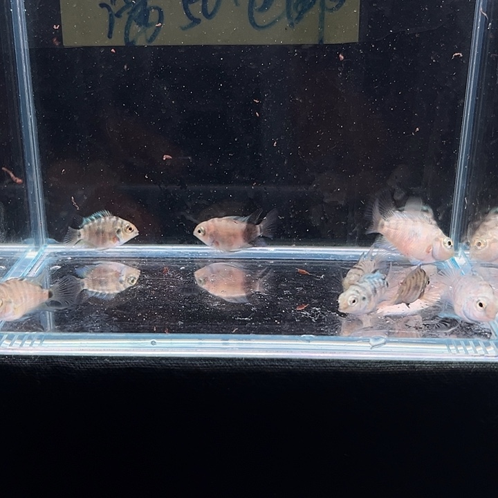 孔雀鱼迷你小鹦鹉