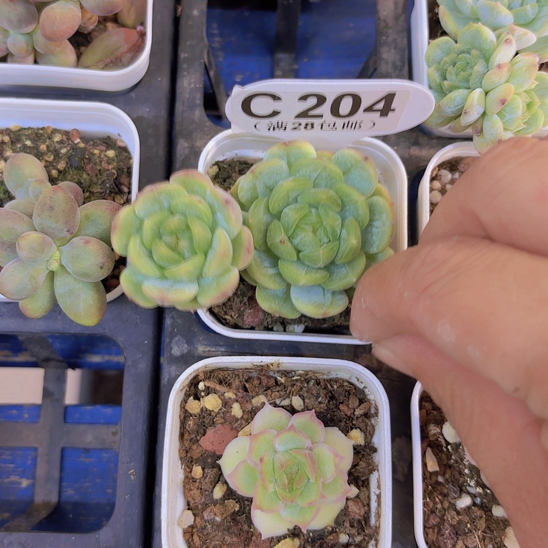 C204白恋一物一拍