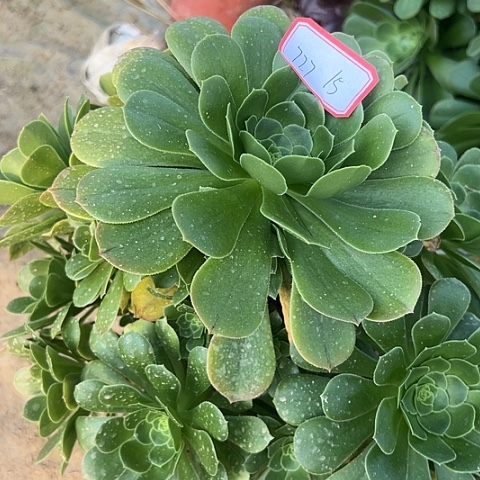 多肉植物绿羊绒727