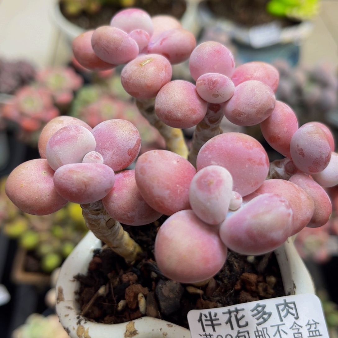 368/8cm糖果桃蛋多肉植物