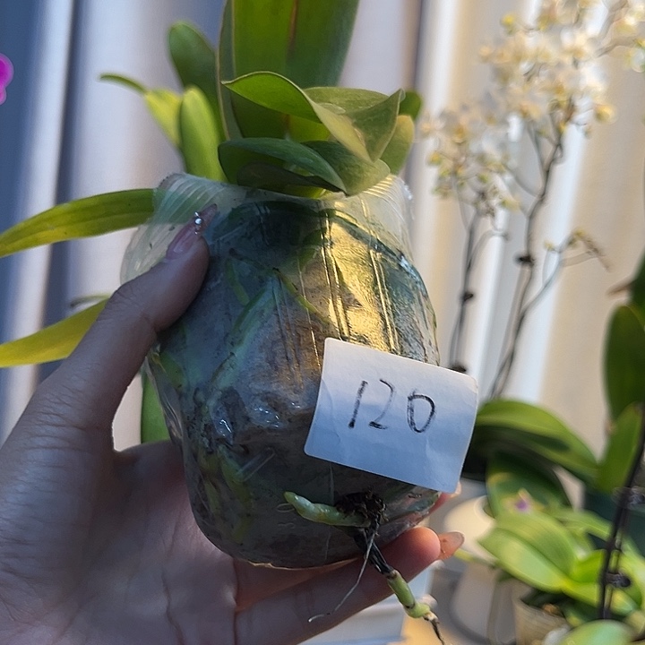 大部分花苞少量开放120