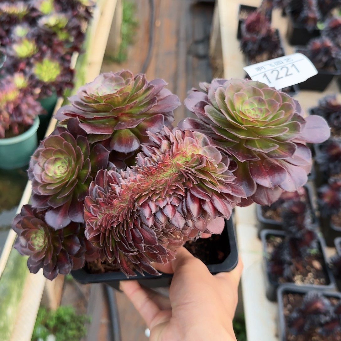 1221多肉 抹茶缀法师