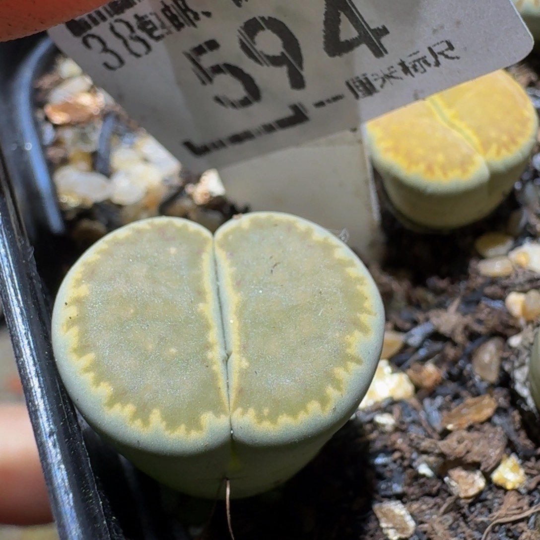 Ssss精品生石花594高特