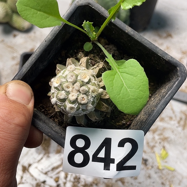 完全开放842琉璃v一个