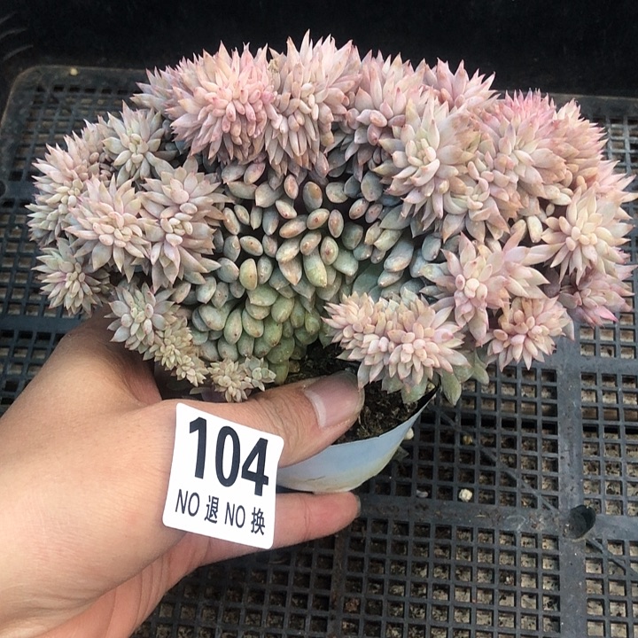 星影石榴籽福利出咯 104