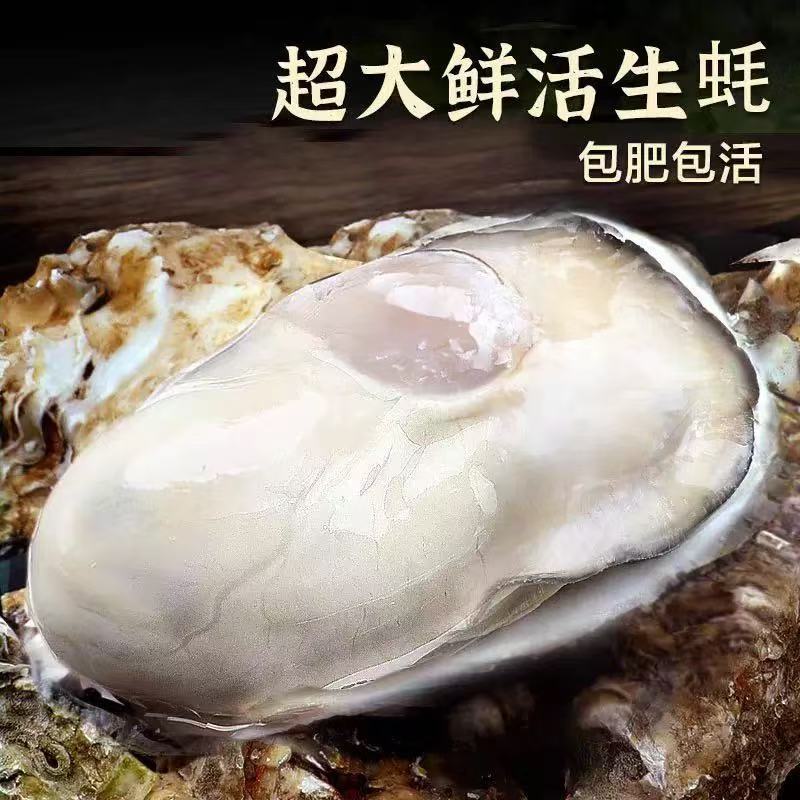 【鲜活】3+新鲜大生蚝可生鲜刺身级别3KG