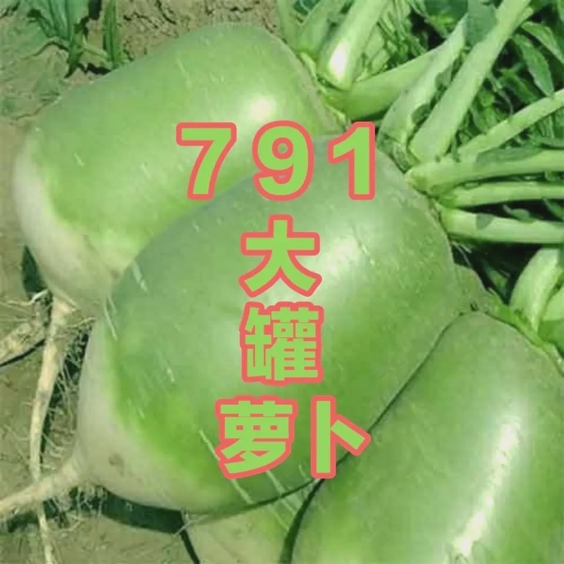 【全店满5包包邮】秋播大青皮791萝卜791罐萝卜种子791萝卜 正牌7